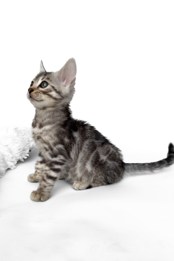Hilton | Bengal Kitten