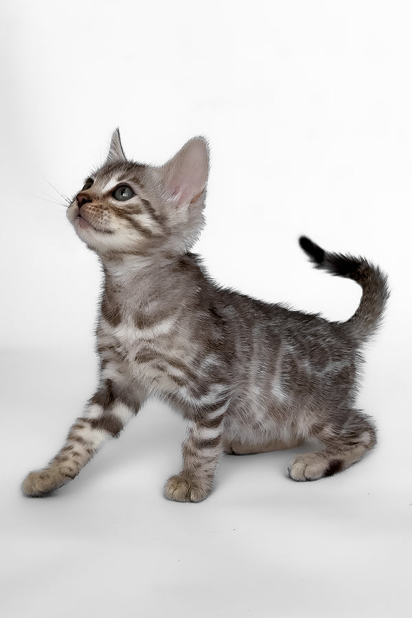 Hilton | Bengal Kitten