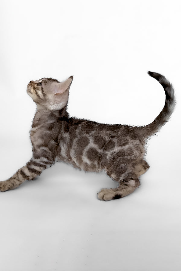 Hilton | Bengal Kitten