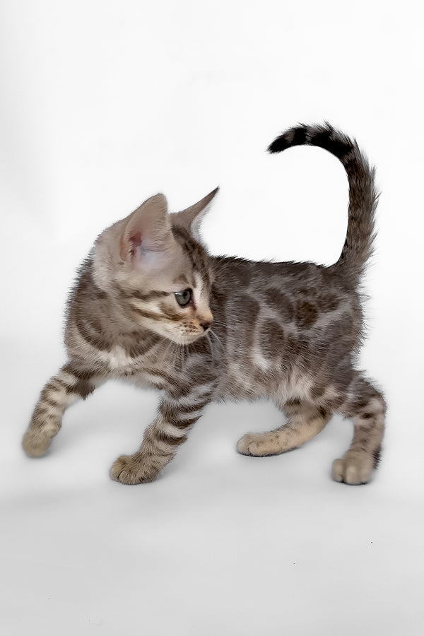 Hilton | Bengal Kitten