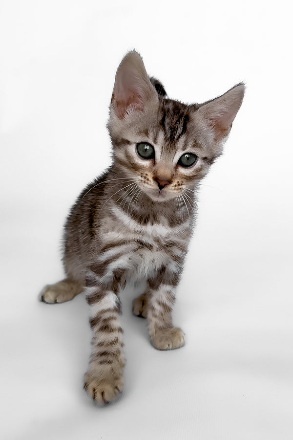 Hilton | Bengal Kitten