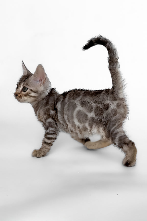 Hilton | Bengal Kitten