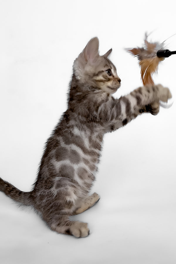 Hilton | Bengal Kitten