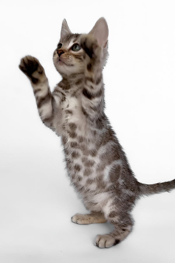 Hilton | Bengal Kitten