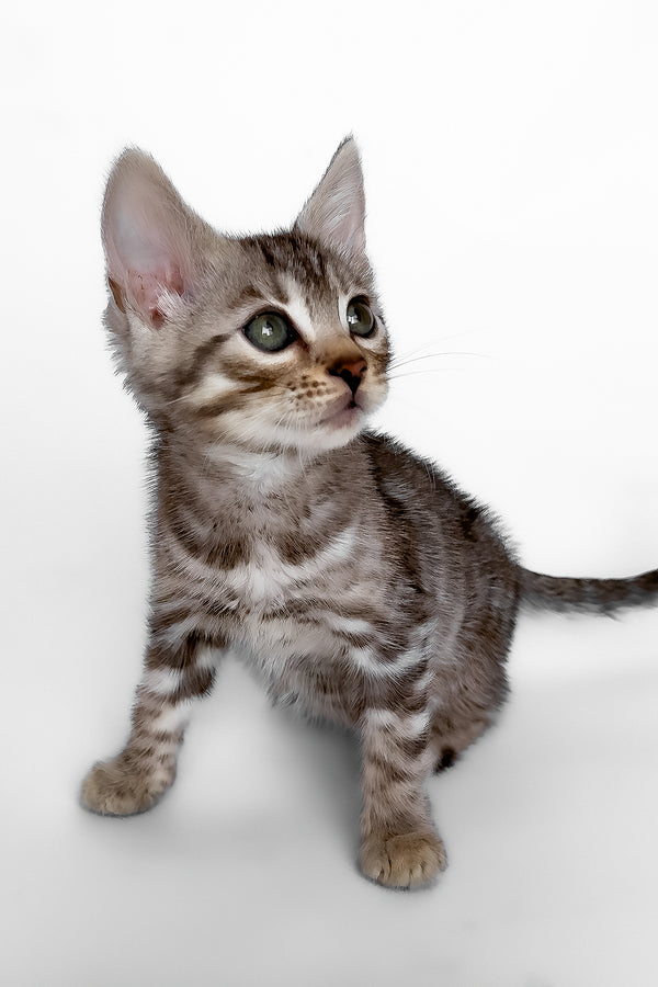 Hilton | Bengal Kitten