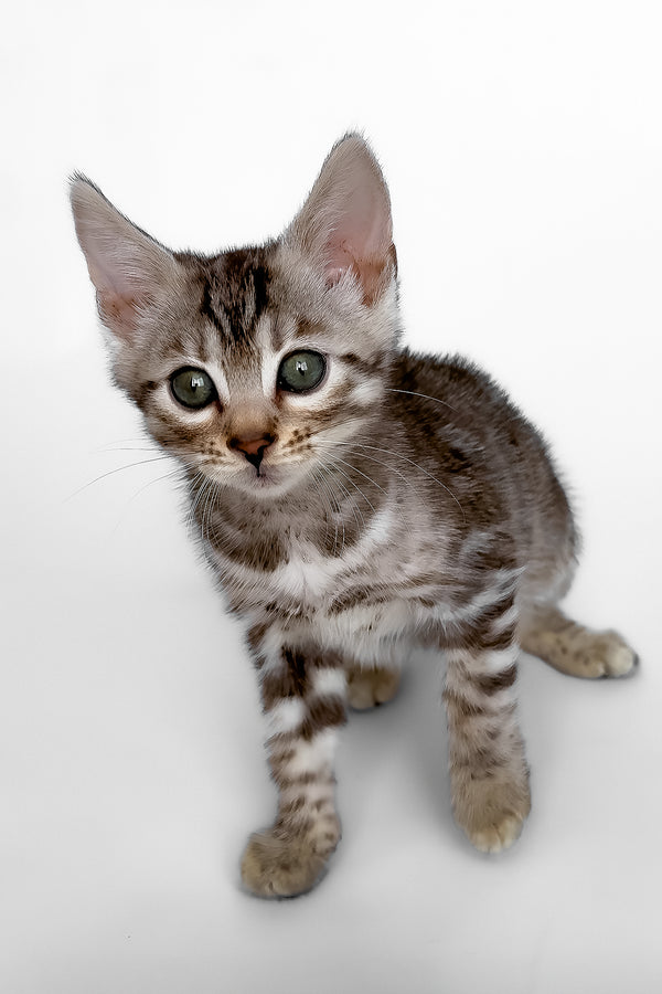 Hilton | Bengal Kitten