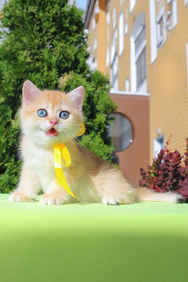 Hloya | British Shorthair Kitten