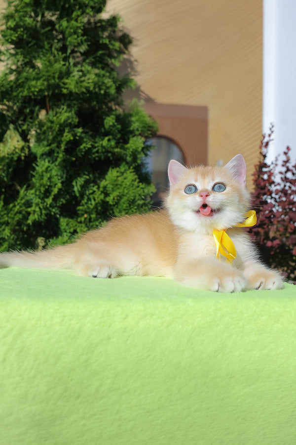 Hloya | British Shorthair Kitten