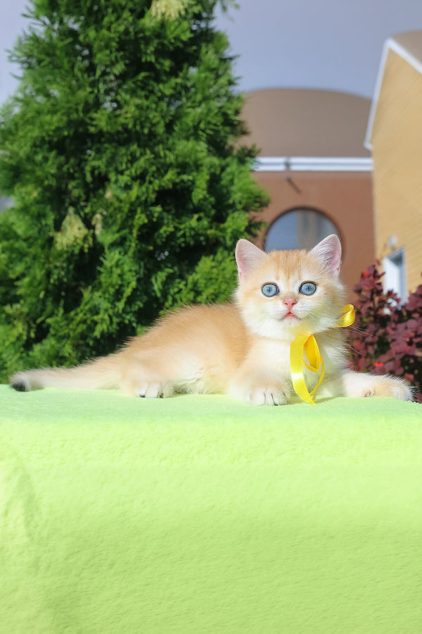 Hloya | British Shorthair Kitten