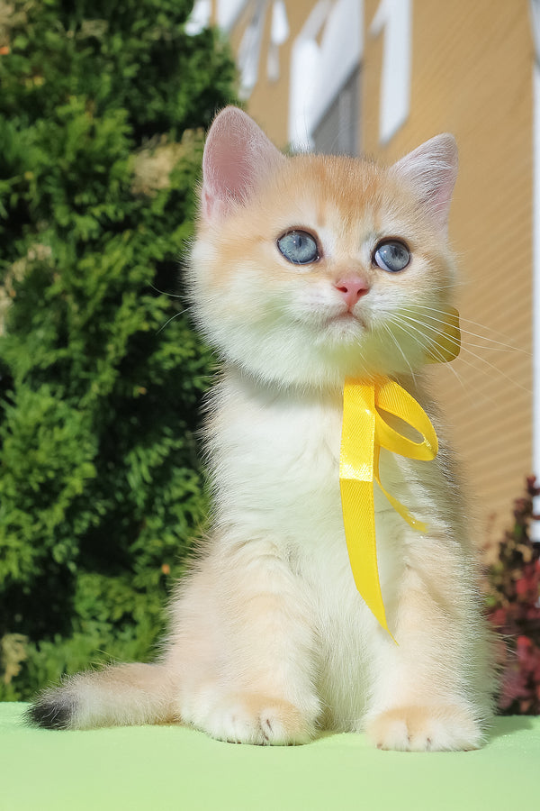 Hloya | British Shorthair Kitten