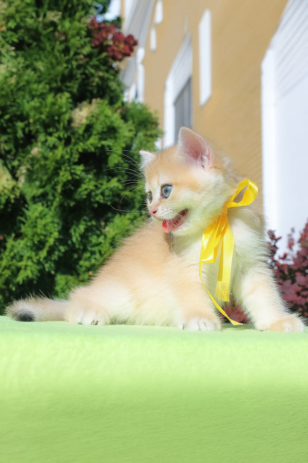 Hloya | British Shorthair Kitten