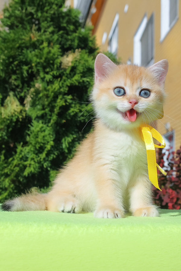 Hloya | British Shorthair Kitten