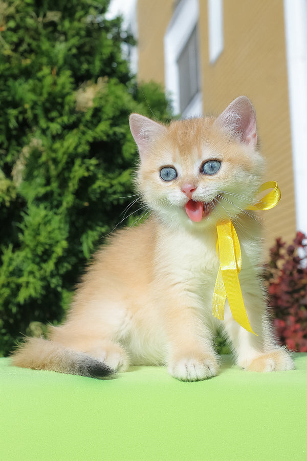 Hloya | British Shorthair Kitten