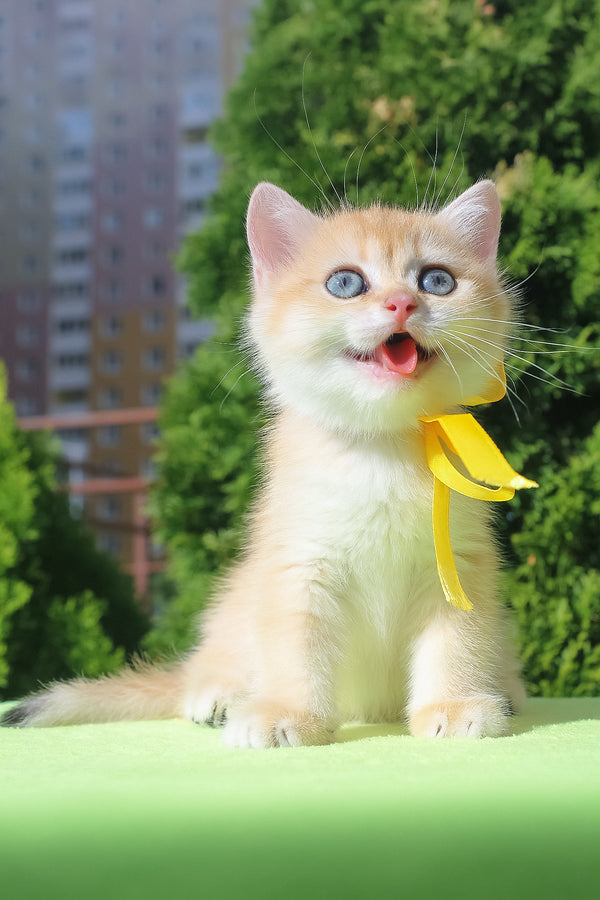 Hloya | British Shorthair Kitten