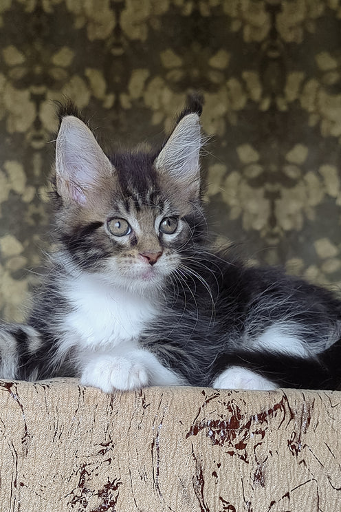 Holiday | Maine Coon Kitten
