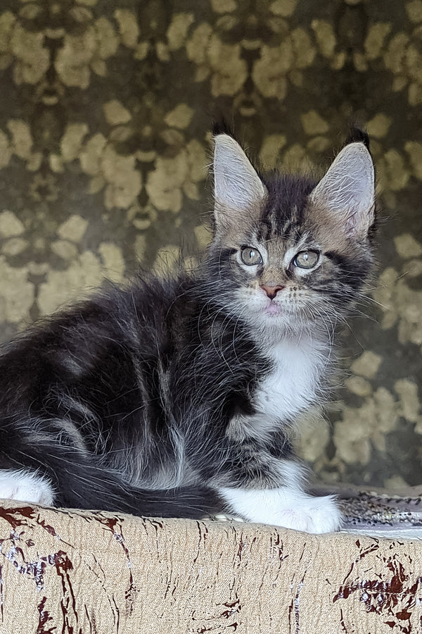 Holiday | Maine Coon Kitten