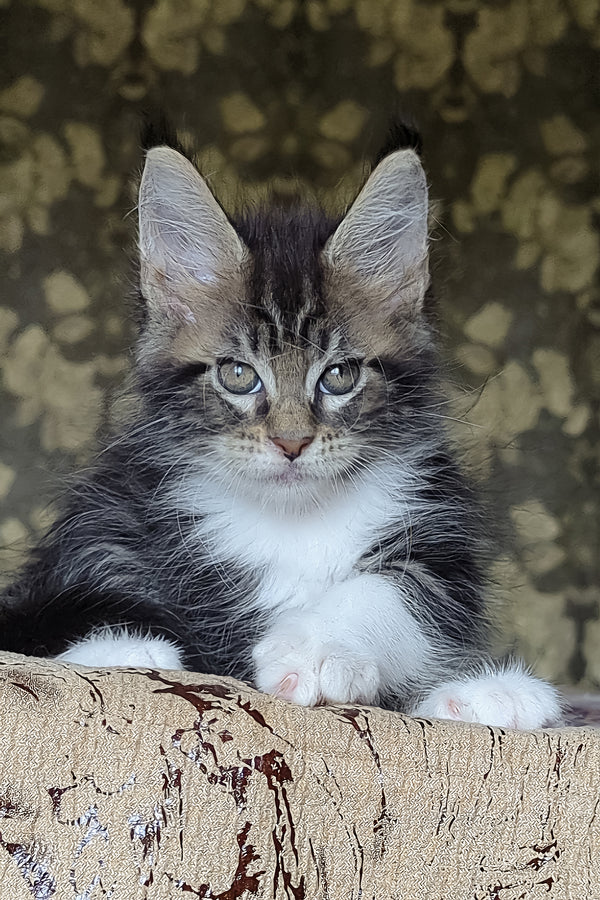 Holiday | Maine Coon Kitten