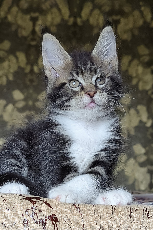 Holiday | Maine Coon Kitten