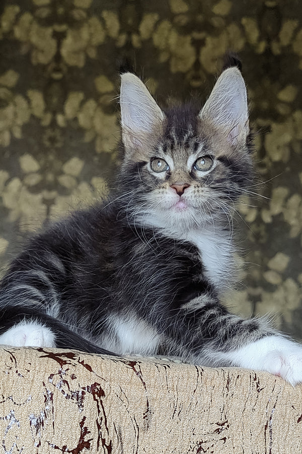 Holiday | Maine Coon Kitten
