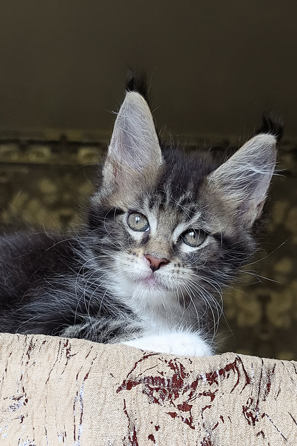 Holiday | Maine Coon Kitten