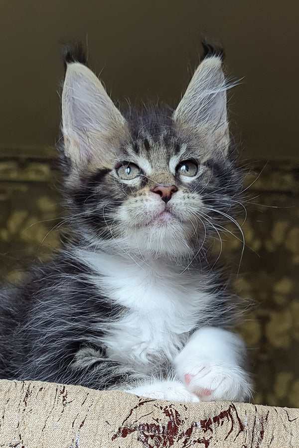 Holiday | Maine Coon Kitten