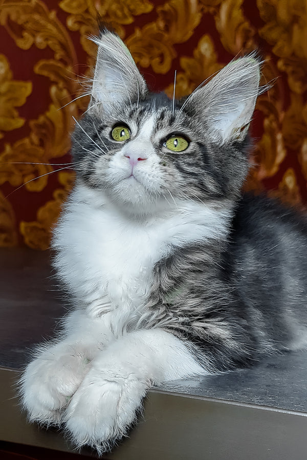 Holika | Maine Coon Kitten