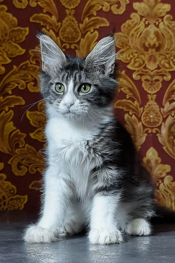 Holika | Maine Coon Kitten
