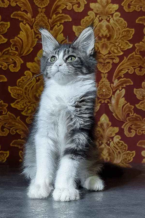 Holika | Maine Coon Kitten