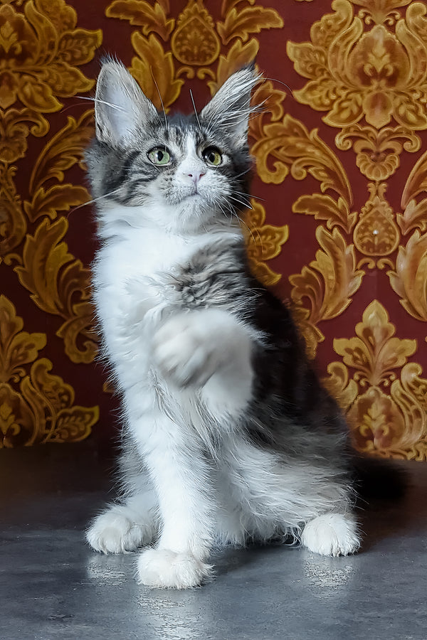Holika | Maine Coon Kitten