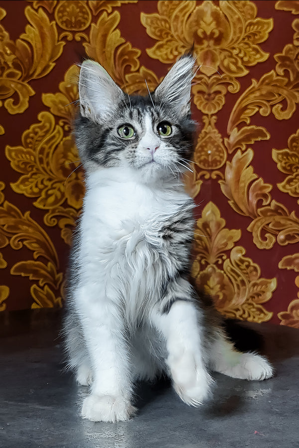 Holika | Maine Coon Kitten