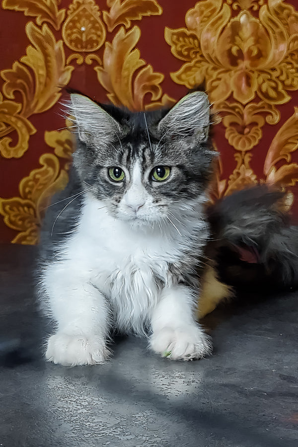Holika | Maine Coon Kitten