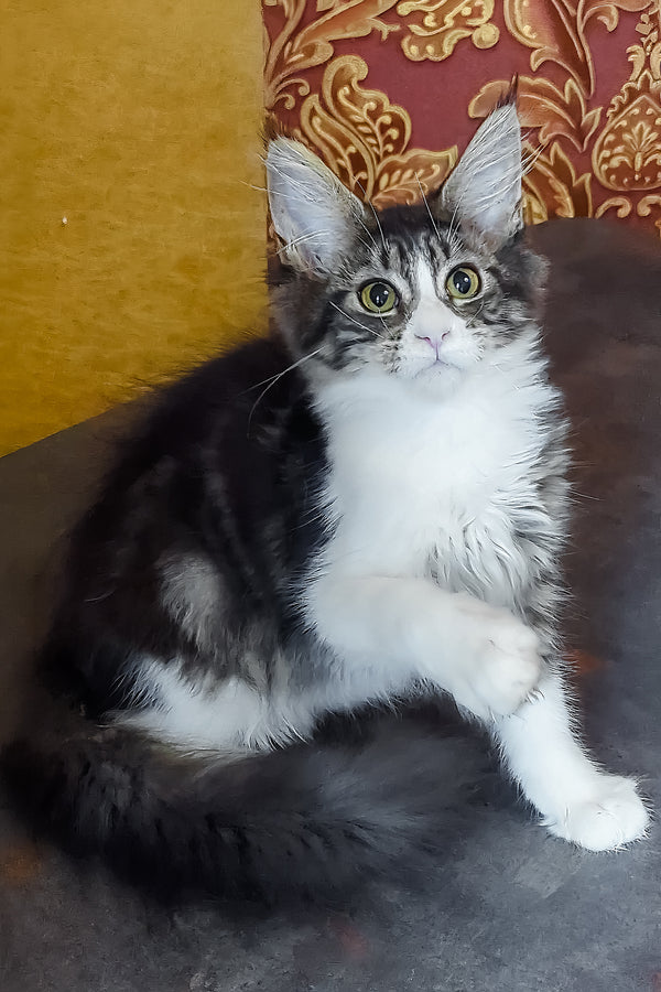 Holika | Maine Coon Kitten
