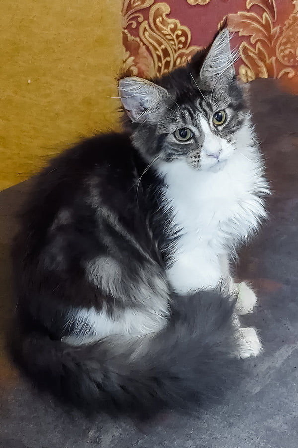Holika | Maine Coon Kitten