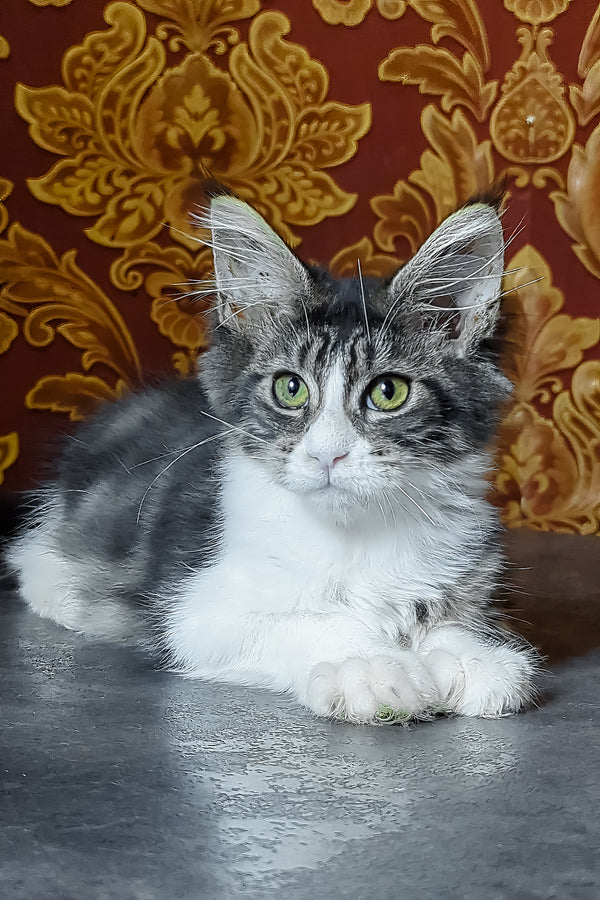 Holika | Maine Coon Kitten