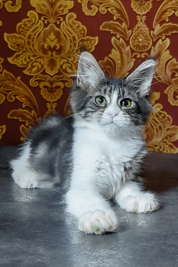 Holika | Maine Coon Kitten