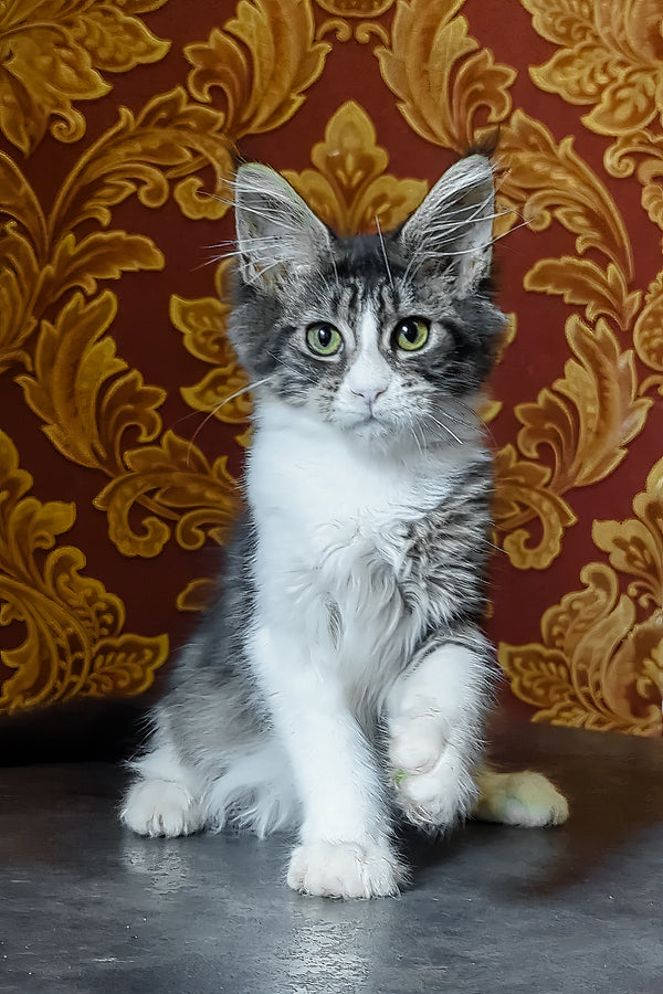 Holika | Maine Coon Kitten