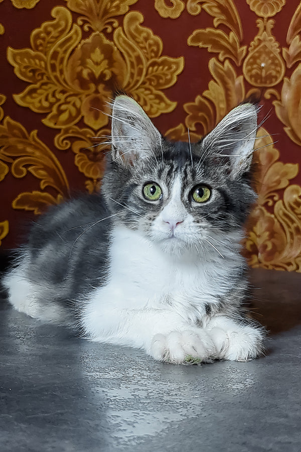 Holika | Maine Coon Kitten