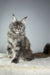 Holly | Maine Coon Kitten