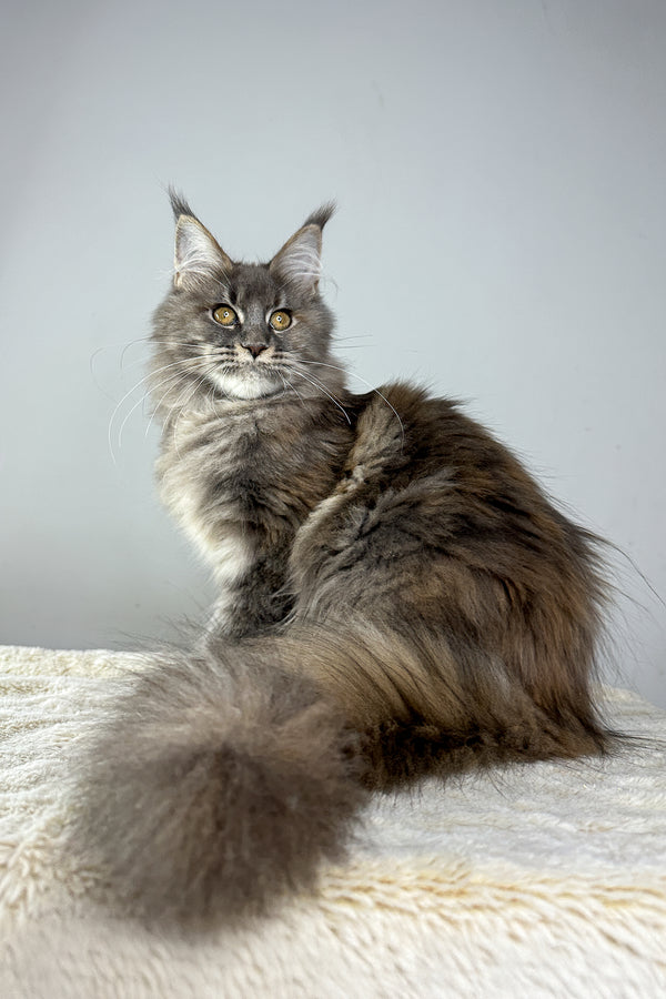 Holly | Maine Coon Kitten