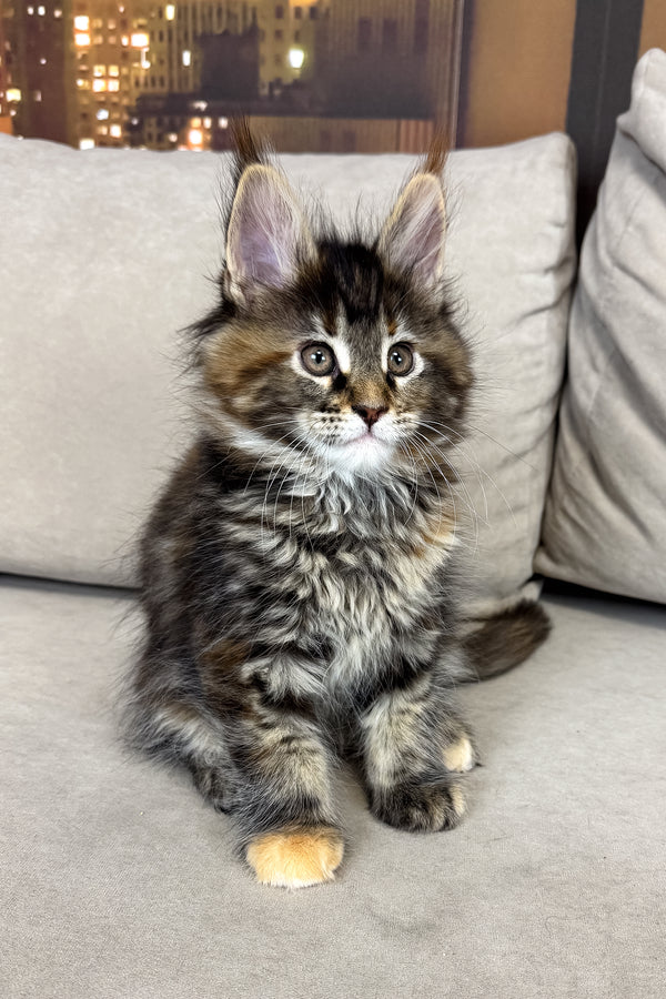Honda | Maine Coon Kitten