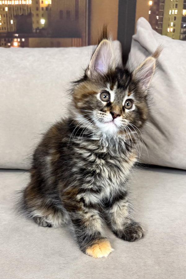 Honda | Maine Coon Kitten