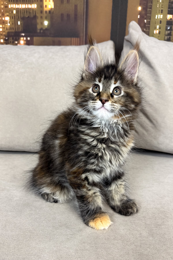 Honda | Maine Coon Kitten