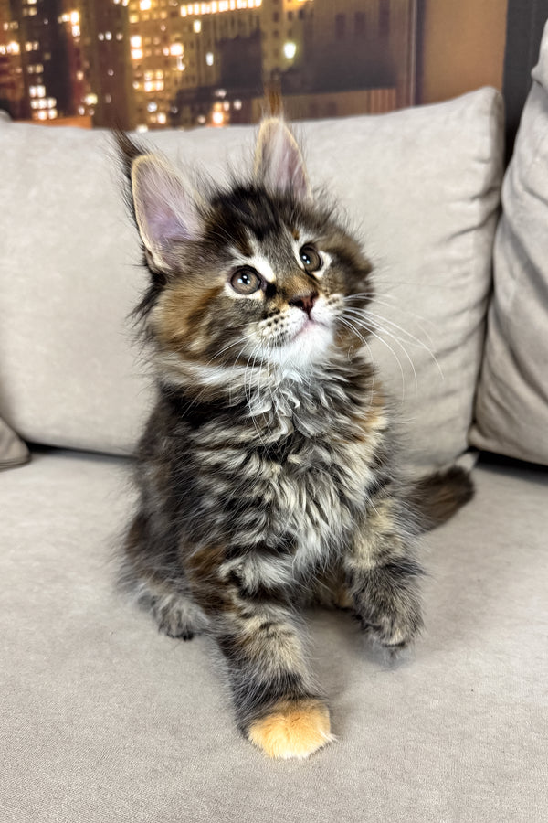 Honda | Maine Coon Kitten