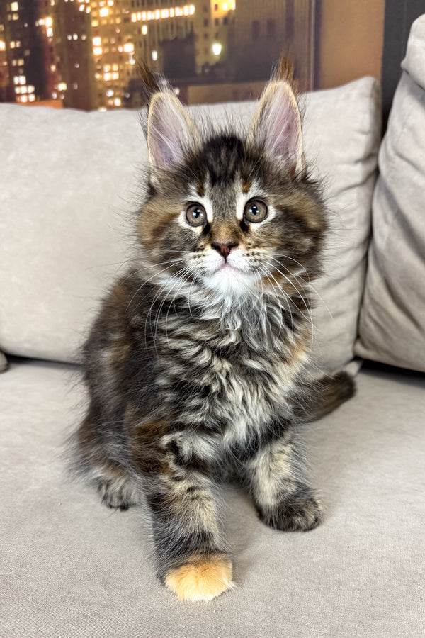 Honda | Maine Coon Kitten