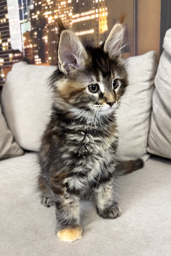 Honda | Maine Coon Kitten