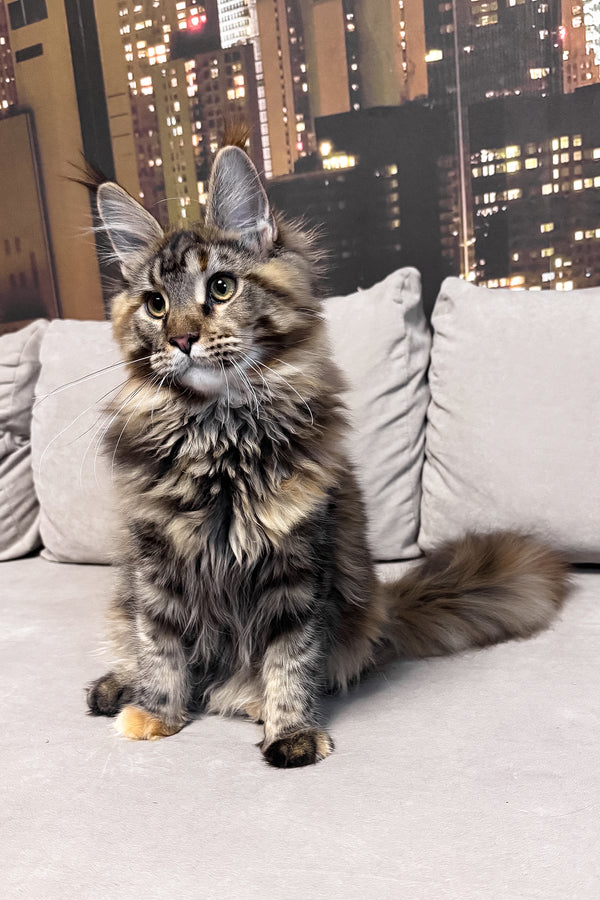 Honda | Maine Coon Kitten