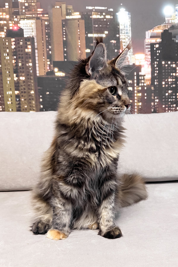 Honda | Maine Coon Kitten