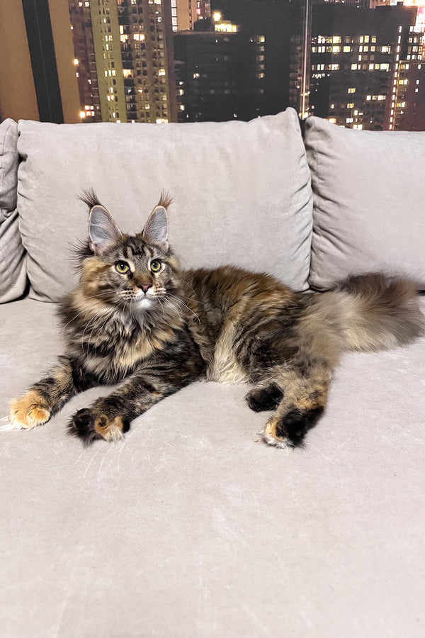 Honda | Maine Coon Kitten