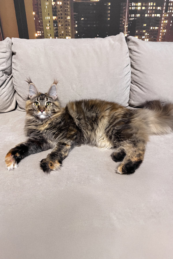 Honda | Maine Coon Kitten
