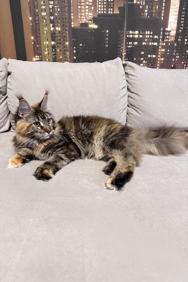 Honda | Maine Coon Kitten